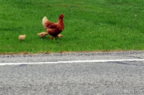 Chicken road in Spain